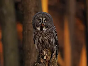 Nebulosa: Great Grey Owl-sitting on a tree stump and watching, Czech Re