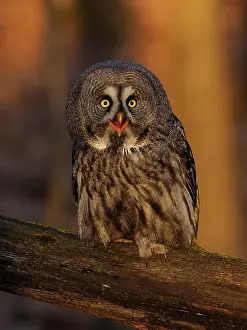Sm280617: Great Grey Owl-sitting on a tree and watching, Czech Republic