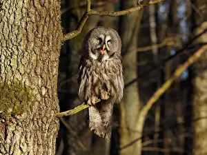 Sm280617: Great Grey Owl-sitting on a tree and watching, Czech Republic
