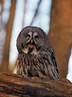 Nebulosa: Great Grey Owl-sitting on a tree and watching, Czech Republic