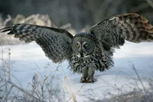 Pouncing: Great Grey Owl - in snow, holding mouse in talons
