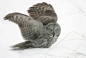 Inches: Great Grey Owl - Standing 27 in tall with a wingspan