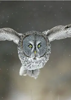 Staring: Great Grey Owl - Standing 27 in tall with a wingspan