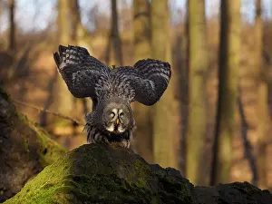 Starting: Great Grey Owl-starting to fly off, Czech Republic