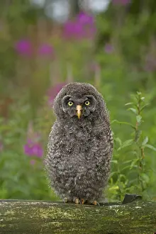 Nebulosa: Great grey owl (Strix nebulosa), branchling, Germany