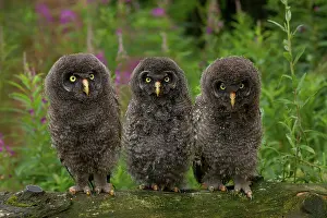 Nebulosa: Great grey owl (Strix nebulosa), branchlings, Germany