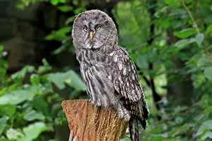 Strix: Great Grey Owl (Strix nebulosa), adult, perch, vigilant