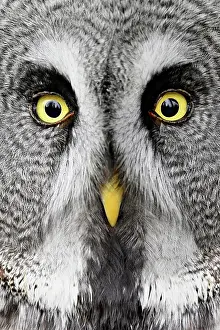 Earless: Great grey owl (Strix nebulosa), captive, Switzerland