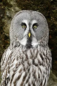 Earless: Great grey owl (Strix nebulosa), captive, Switzerland