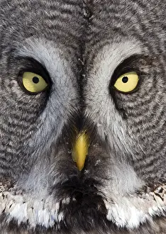 Finnish: Great Grey Owl (Strix nebulosa) adult, close-up of face