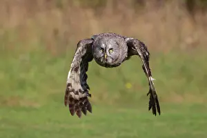 Strix: Great grey owl (Strix nebulosa) adult bird flying