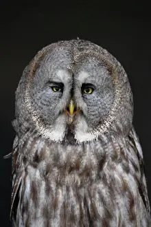 Strix: Great grey owl (Strix nebulosa) adult bird head