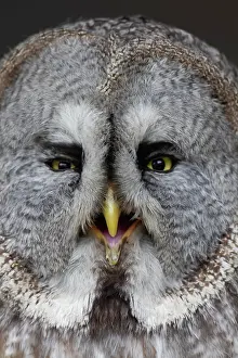 Strix: Great grey owl (Strix nebulosa) adult bird head