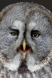 Strix: Great grey owl (Strix nebulosa) adult bird head