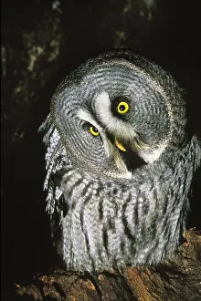 Nebulosa: Great Grey Owl (strix nebulosa), Adult with Funny Face
