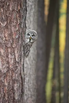 Nebulosa: Great Grey Owl (Strix nebulosa) adult, perched behind