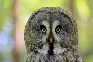 Nebulosa: Great grey owl (Strix nebulosa), adult, portrait