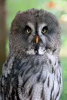 Strix: Great Grey Owl (Strix nebulosa), adult, portrait
