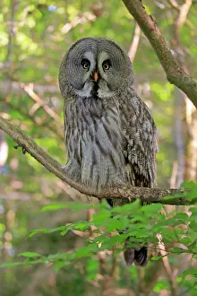 Nebulosa: Great grey owl (Strix nebulosa), adult, on tree