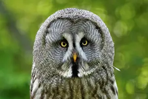 Nebulosa: Great grey owl (Strix nebulosa), animal portrait