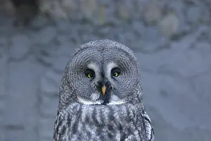 Nebulosa: Great Grey Owl (Strix nebulosa), animal portrait
