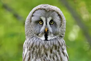 Nebulosa: Great grey owl (Strix nebulosa), animal portrait
