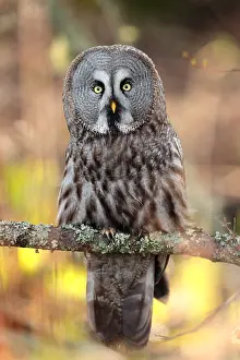 Nebulosus: Great Grey Owl (Strix nebulosa) on a branch, Sweden