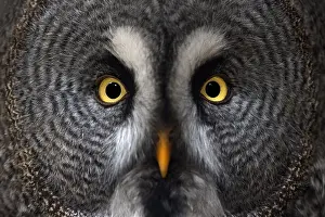 Nebulosa: Great Grey Owl (Strix nebulosa) close up portra