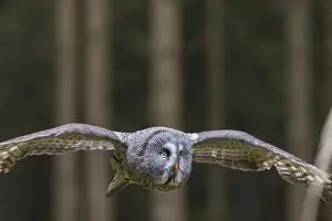 Strix: One great grey owl (Strix nebulosa) flying through a spruce