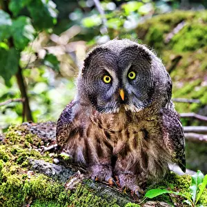 Soil: Great Grey Owl (Strix nebulosa) on forest floor