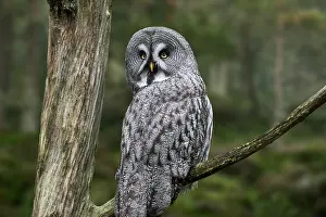 Baltic: Great grey owl (Strix nebulosa), great gray owl