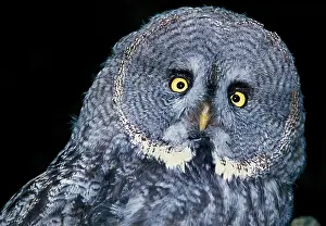 Nebulosa: Great Grey Owl (strix nebulosa), Portrait of Adult