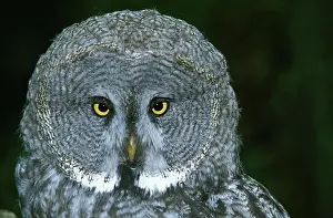 Nebulosa: Great Grey Owl (strix nebulosa), Portrait of Adult