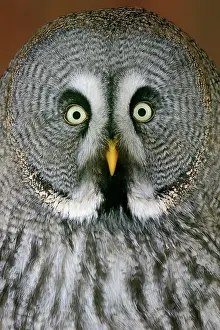 Earless: Great grey owl (Strix nebulosa), portrait, captive