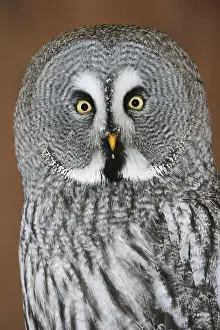 Earless: Great grey owl (Strix nebulosa), portrait, captive