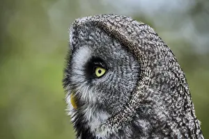 Nebulosa: A Great Grey Owl (Strix Nebulosa), Portrait, England