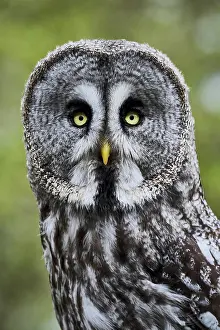 A Great Grey Owl (Strix Nebulosa), Portrait, England
