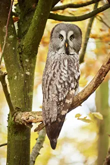 Nebulosa: Great grey owl (Strix nebulosa) sitting on a branch