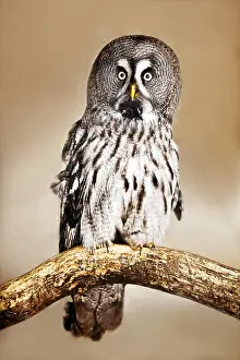 Nebulosa: Great grey owl (Strix nebulosa), sitting on a branch