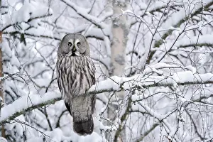 Kuusamo: Great grey owl (Strix nebulosa), sitting on tree