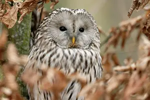 Nebulosa: Great grey owl (Strix nebulosa), sitting in a tree
