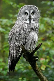 Nebulosa: Great Grey Owl (Strix nebulosa), sitting in a tree