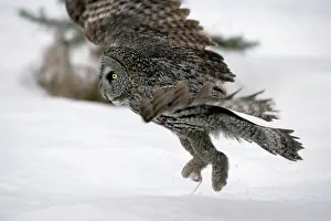 Talon: Great Grey OWL - taking off with mouse in talon