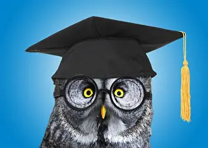 280219: Great Grey Owl, wearing glasses and mortar board