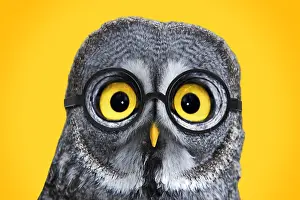 Intelligence: Great Grey Owl, wearing glsses