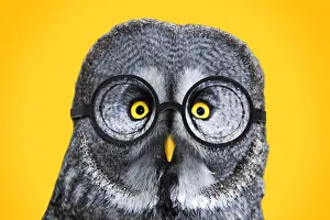 161118: Great Grey Owl, wearing glsses