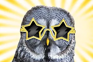070219: Great Grey Owl, wearing glsses