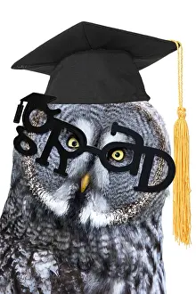 Congratulations: Great Grey Owl wearing grad glasses and graduation