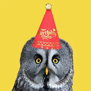 Celebrations: Great Grey Owl, wearing a red birthday party hat