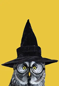 Hallowe En: Great Grey Owl, wearing witches hat and glasses